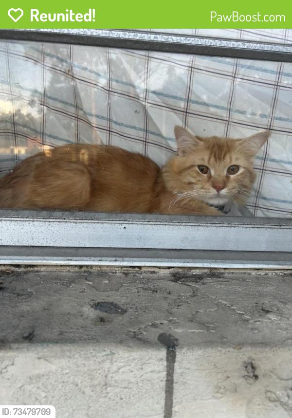 Reunited Male Cat last seen 15th St E & Whitfield Ave, Sarasota, FL 34243