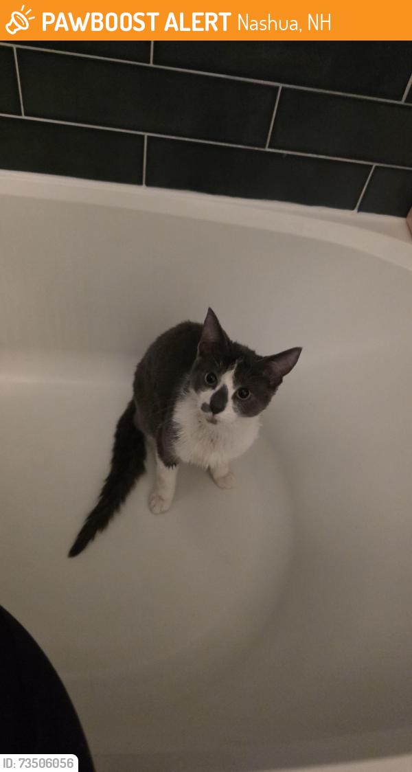 Found/Stray Male Cat last seen Veterans Memorial Parkway, Nashua, NH 03064