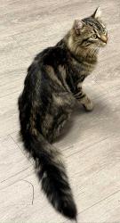 Found/Stray Male Cat last seen Spilstead Road and twp Rd 510, Spilstead Rd, AB 