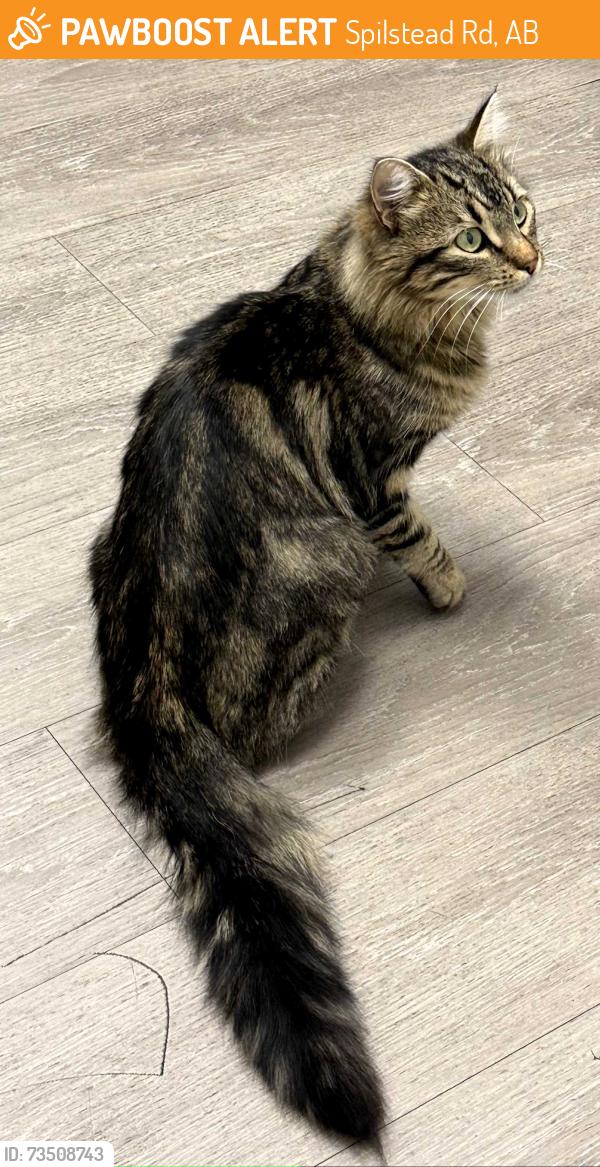 Found/Stray Male Cat last seen Spilstead Road and twp Rd 510, Spilstead Rd, AB 
