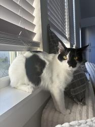 Lost Female Cat last seen Near Colton dr, Daytona Beach, FL 32118