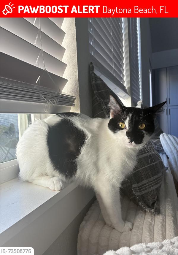 Lost Female Cat last seen Near Colton dr, Daytona Beach, FL 32118