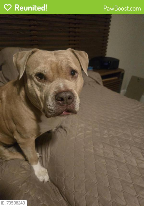 Reunited Female Dog last seen Cactus and valley view, Las Vegas, NV 89141