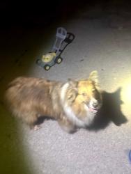 Found/Stray Unknown Dog last seen St Joe Rd North of shoaff park, Fort Wayne, IN 46835