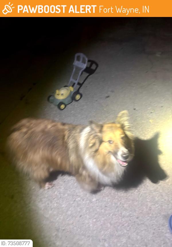 Found/Stray Unknown Dog last seen St Joe Rd North of shoaff park, Fort Wayne, IN 46835