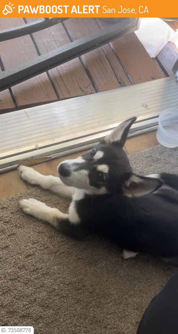 Found/Stray Female Dog last seen Sunny Ct San Jose, CA 95116, San Jose, CA 95116