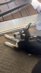 Found/Stray Female Dog last seen Sunny Ct San Jose, CA 95116, San Jose, CA 95116