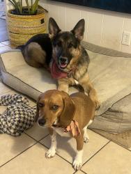 Reunited Male Dog last seen Parkway Place, Old Navy, Kanis, Little Rock, AR 72211