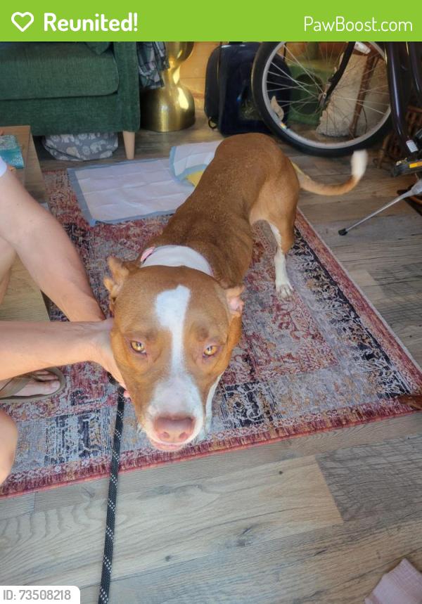 Reunited Female Dog last seen 64th and main, Mesa, AZ 85205