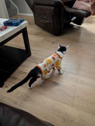 Reunited Female Cat last seen Near Mills, North Ridgeville, OH 44039
