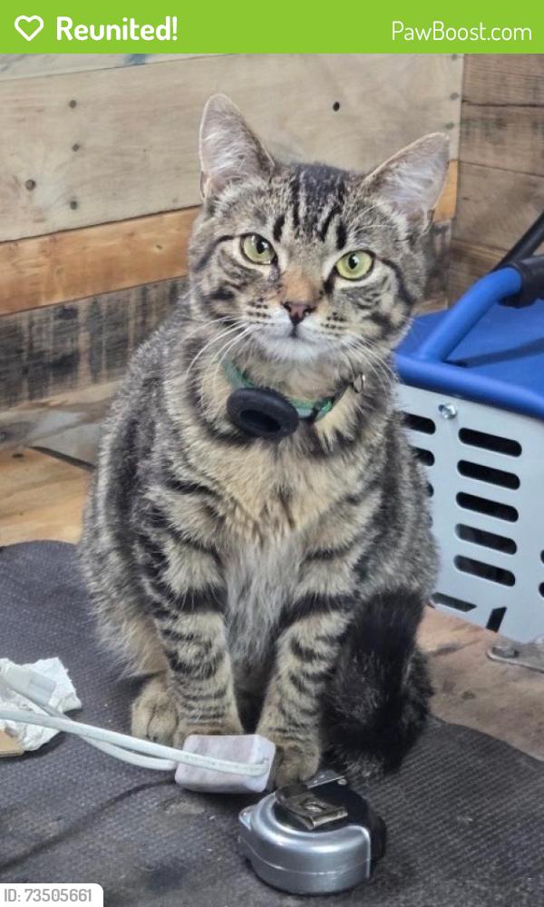Reunited Male Cat last seen General Hamilton & General Mercer, Washington Crossing, PA 18977