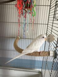 Lost Male Bird last seen Next to the crosswalk connecting the houses on the corner, Gig Harbor, WA 98332