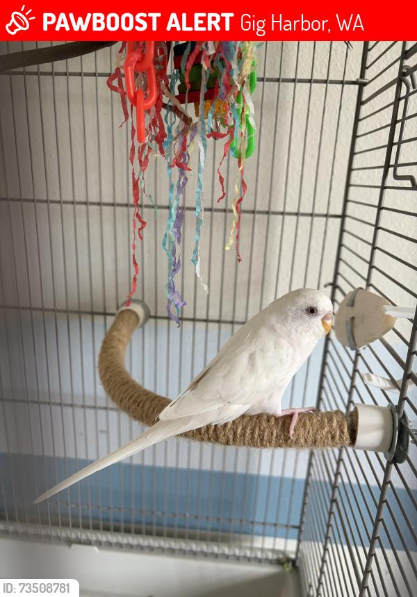 Lost Male Bird last seen Next to the crosswalk connecting the houses on the corner, Gig Harbor, WA 98332