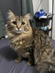 Lost Female Cat last seen Pine st / westford st, Lowell, MA 01851