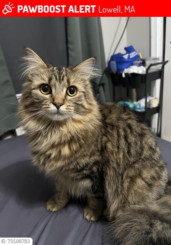 Lost Female Cat last seen Pine st / westford st, Lowell, MA 01851