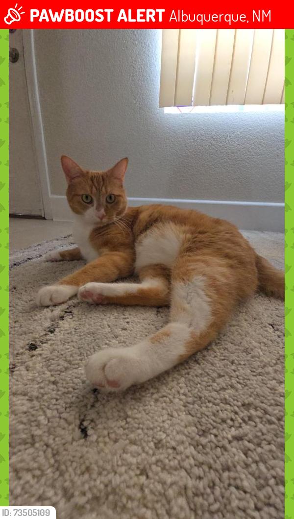Lost Male Cat last seen Lomas Verdes Ave NE, Albuquerque, NM 87123