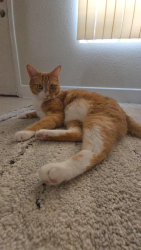 Lost Male Cat last seen Lomas Verdes Ave NE, Albuquerque, NM 87123