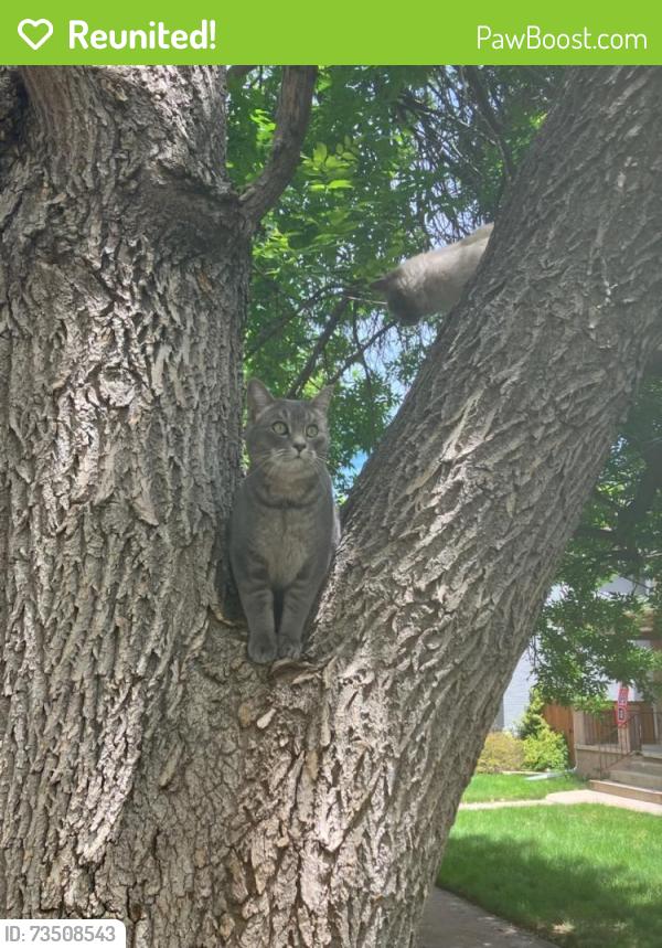Reunited Male Cat last seen E 22nd Street and Williams Street - Denver, CO, Denver, CO 80205