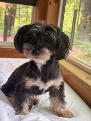 Reunited Male Dog last seen Near Ralph Ave, Brooklyn, NY 11236, USA, Brooklyn, NY 11236
