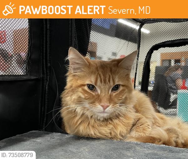 Found/Stray Male Cat last seen Millersville Landfill, Severn, MD 21144