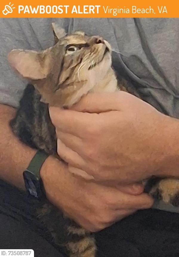 Found/Stray Unknown Cat last seen At my home, Virginia Beach, VA 23453