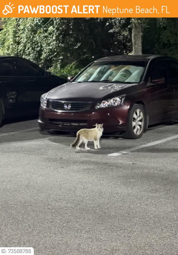 Found/Stray Unknown Cat last seen On the left side of the large Publix, Neptune Beach, FL 32266