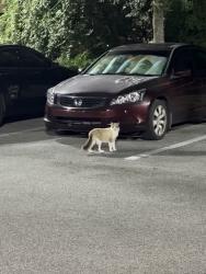 Found/Stray Unknown Cat last seen On the left side of the large Publix, Neptune Beach, FL 32266