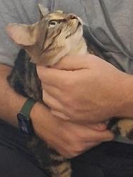 Found/Stray Unknown Cat last seen At my home, Virginia Beach, VA 23453