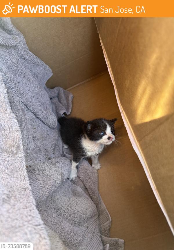 Found/Stray Unknown Cat last seen Meadowfair, San Jose, CA 95121