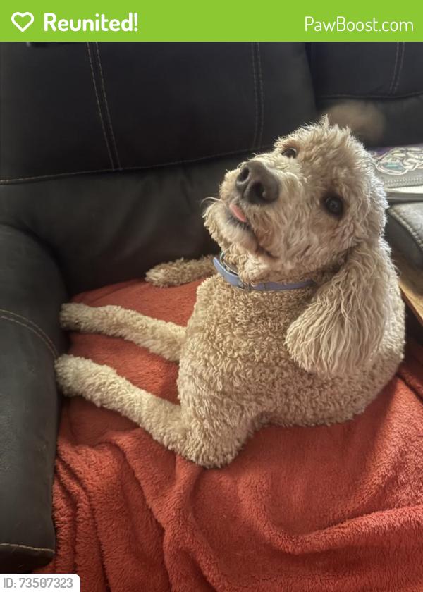 Reunited Female Dog last seen Las Vegas, NV 89149, USA, Las Vegas, NV 89149
