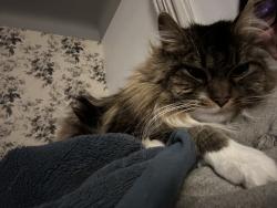 Reunited Female Cat last seen Wilson Ave and University, Royal Oak, MI 48067