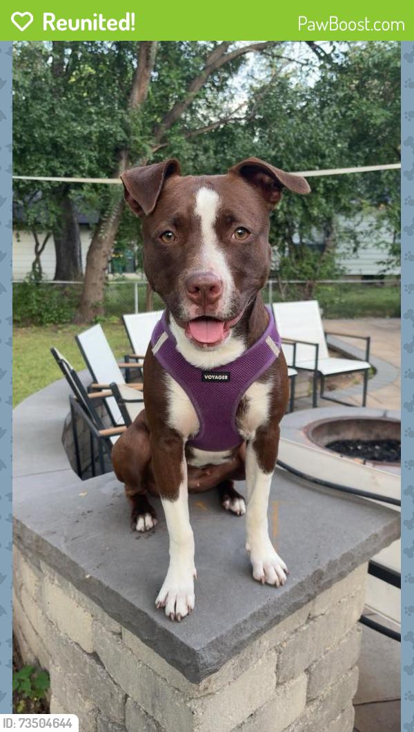 Reunited Female Dog last seen Bryant, Minneapolis, MN 55430