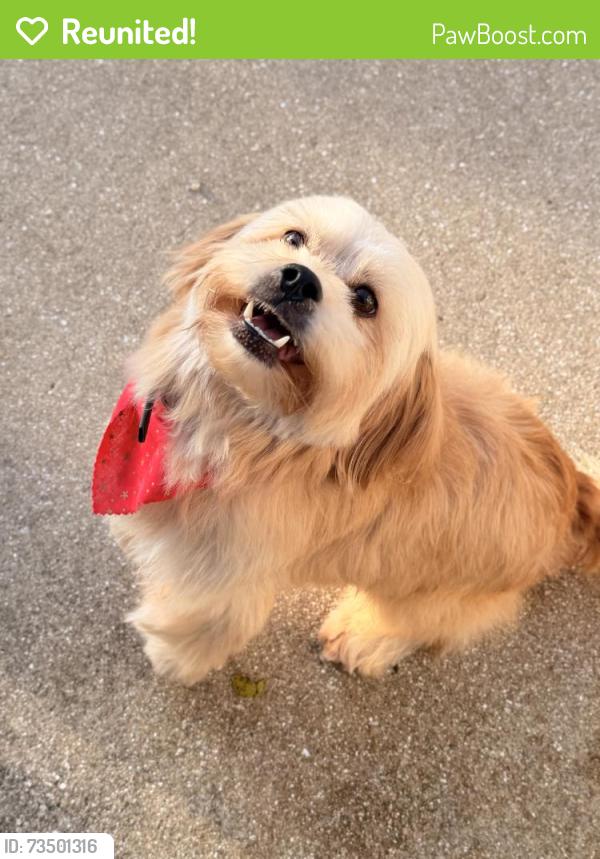 Reunited Male Dog last seen Haverhill and Lake Worth rd, Greenacres, FL 33463