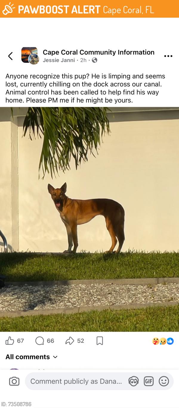 Found/Stray Unknown Dog last seen Cape Coral fl, Cape Coral, FL 33990