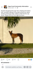 Found/Stray Unknown Dog last seen Cape Coral fl, Cape Coral, FL 33990