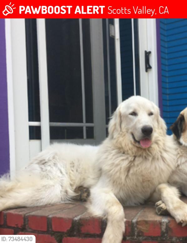 Lost Male Dog last seen Canham Rd. and Glenwood, Scotts Valley, CA 95066