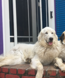 Lost Male Dog last seen Canham Rd. and Glenwood, Scotts Valley, CA 95066