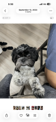 Reunited Male Dog last seen 64Th St and Thomas Rd, Scottsdale, AZ 85251