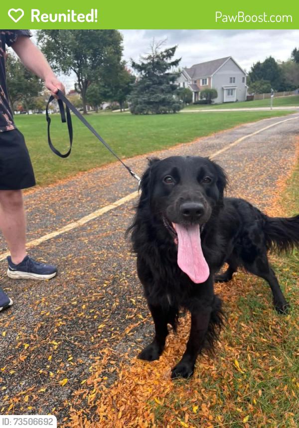 Reunited Male Dog last seen Wheatlands Park, Aurora IL, Aurora, IL 60503