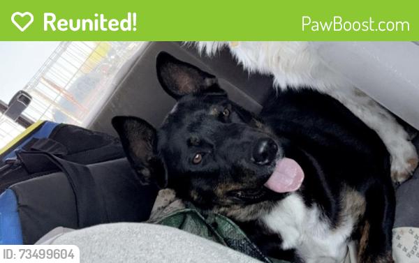 Reunited Male Dog last seen Wexford and Unser, Rio Rancho, NM 87124