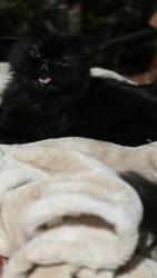 Reunited Female Cat last seen Piedmont Dr, Raleigh, NC 27604