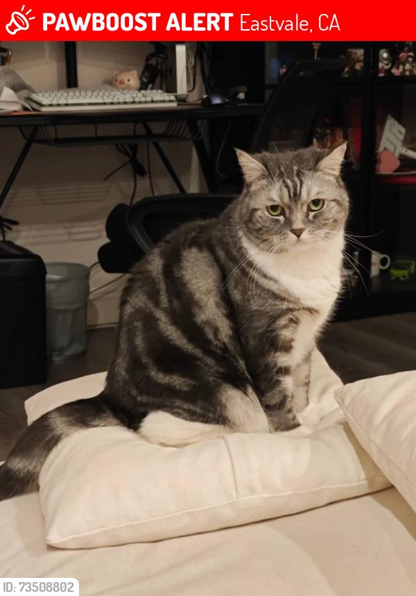 Lost Male Cat last seen Harrison Ave, Eastvale, CA 92880