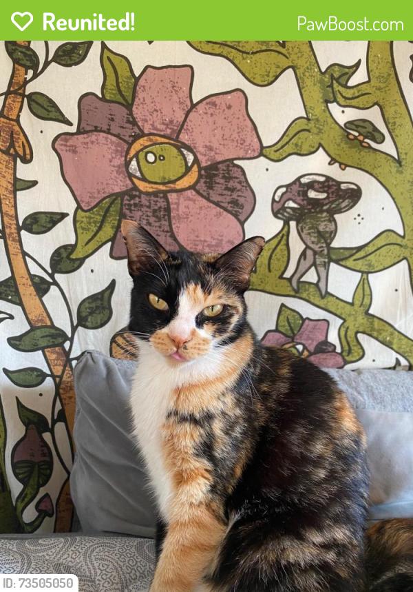 Reunited Female Cat last seen El Salido Pkwy, Anderson Mill Rd, Lake Creek Rd, El Salido Pool, Pecan Creek Rd, Austin, TX 78750