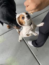 Reunited Female Dog last seen Elkhorn and N Campbell rd, Las Vegas, NV 89149
