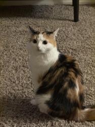 Reunited Female Cat last seen Sw 44th and county line, Oklahoma City, OK 73179