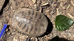 Found/Stray Unknown Reptile last seen Plane Ave and Curtis Rd., Tucson, AZ 85705