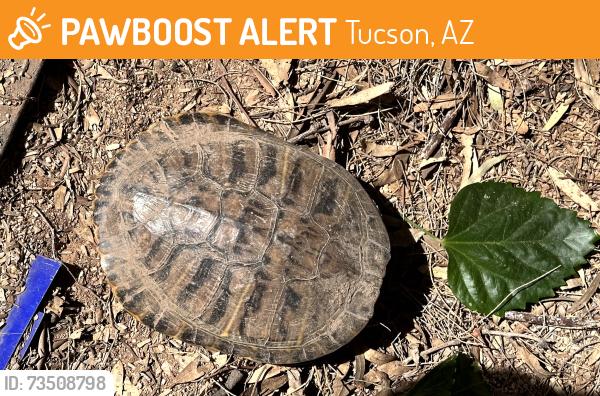 Found/Stray Unknown Reptile last seen Plane Ave and Curtis Rd., Tucson, AZ 85705