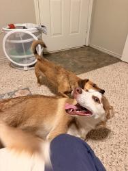 Reunited Male Dog last seen Near La Salle Villas, Lubbock, TX 79407