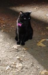 Lost Male Cat last seen Restroom # 3 O'Neil Campground, Trabuco Canyon, CA 92679