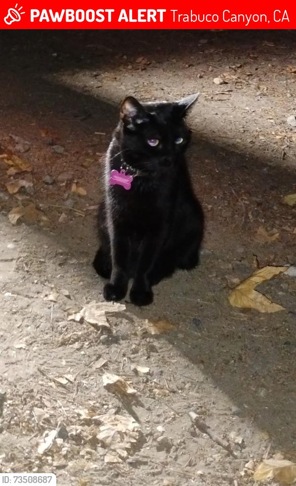 Lost Male Cat last seen Restroom # 3 O'Neil Campground, Trabuco Canyon, CA 92679